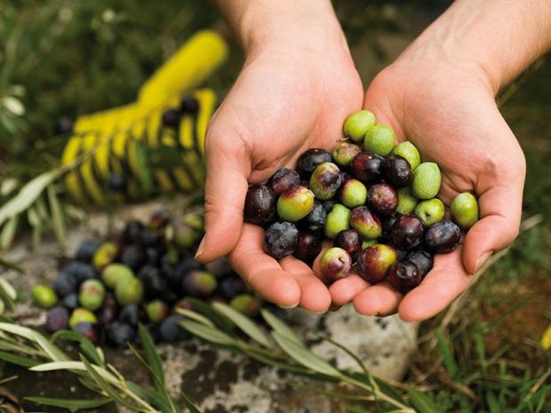 Da ministero e Cdp garanzie su finanziamenti per 140 mln a sostegno della campagna olearia