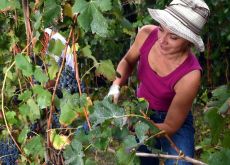 L’Italia torna primo produttore al mondo di vino