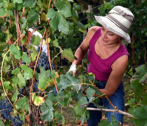 L'Italia torna primo produttore al mondo di vino